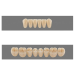 Vita MFT Denture Teeth O40-2M2 (Set of 28)