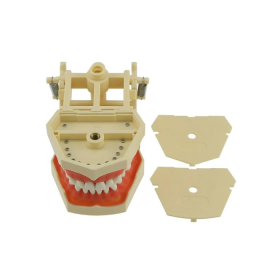 iDENTical Frasaco Type Typodont Jaw Set - M8014