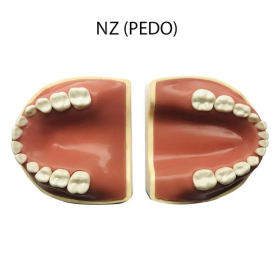 API Typodont Teeth Set with Screw
