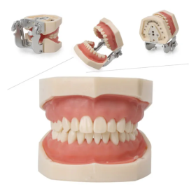 iDENTical Nissin Type Typodont Jaw Set M8011 (28 teeth)