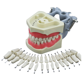 API Typodont Teeth Set of 24 with screw -NZ{FEDO)