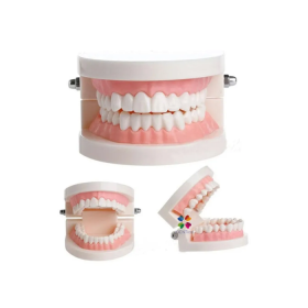 iDENTical Dental Model For Patient Education MD-105N